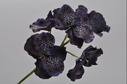Kwiat storczyk dekoracyjny Vanda Item: 111366