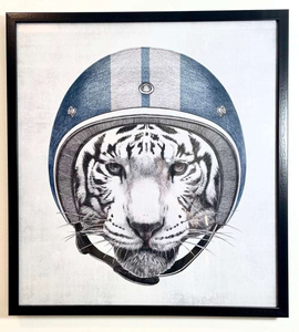 Grafika biały tygrys 58*63 cm